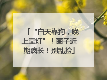 “白天靠狗，晚上靠灯”！菌子近期疯长！别乱捡