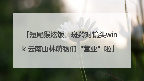 短尾猴炫饭、斑羚对镜头wink 云南山林萌物们“营业”啦