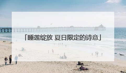 睡莲绽放 夏日限定的诗意