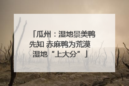 瓜州：湿地景美鸭先知 赤麻鸭为荒漠湿地“上大分”