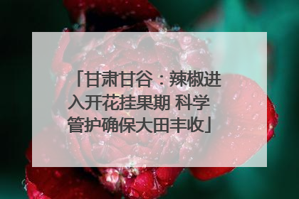 甘肃甘谷：辣椒进入开花挂果期 科学管护确保大田丰收