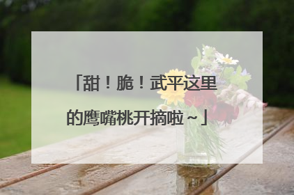 甜！脆！武平这里的鹰嘴桃开摘啦～