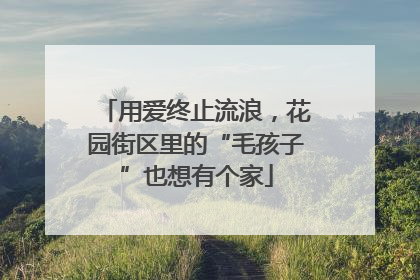用爱终止流浪，花园街区里的“毛孩子”也想有个家