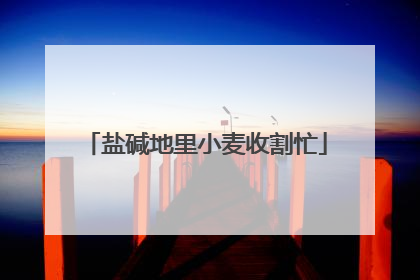 盐碱地里小麦收割忙