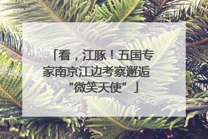 看，江豚！五国专家南京江边考察邂逅“微笑天使”