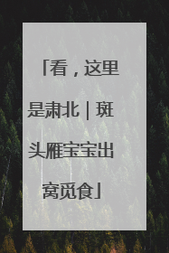 看，这里是肃北｜斑头雁宝宝出窝觅食