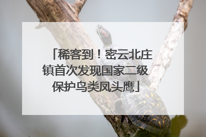 稀客到！密云北庄镇首次发现国家二级保护鸟类凤头鹰