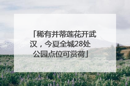 稀有并蒂莲花开武汉，今夏全城28处公园点位可赏荷