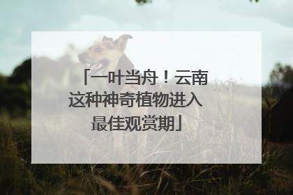 一叶当舟！云南这种神奇植物进入最佳观赏期