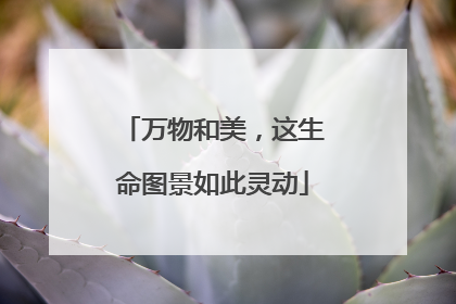 万物和美，这生命图景如此灵动