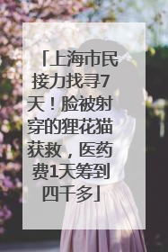 上海市民接力找寻7天！脸被射穿的狸花猫获救，医药费1天筹到四千多