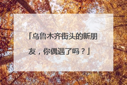 乌鲁木齐街头的新朋友，你偶遇了吗？