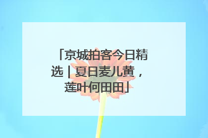 京城拍客今日精选｜夏日麦儿黄，莲叶何田田