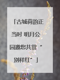 古城荷韵正当时 明月公园邀您共赏“别样红”