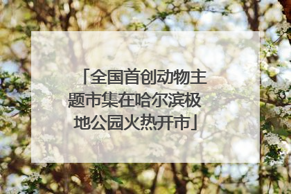 全国首创动物主题市集在哈尔滨极地公园火热开市