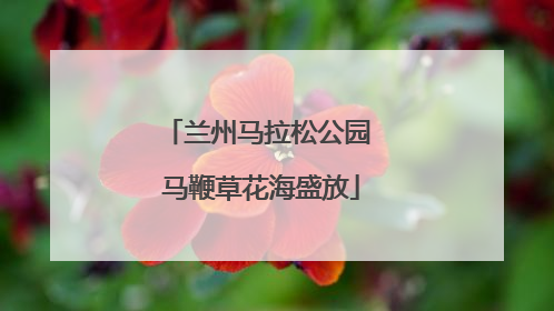 兰州马拉松公园 马鞭草花海盛放