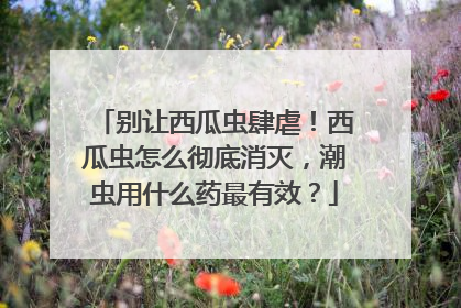 别让西瓜虫肆虐！西瓜虫怎么彻底消灭，潮虫用什么药最有效？