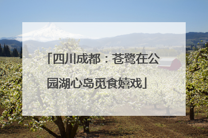 四川成都：苍鹭在公园湖心岛觅食嬉戏