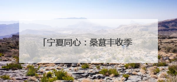 宁夏同心：桑葚丰收季 甜蜜采摘助力乡村振兴
