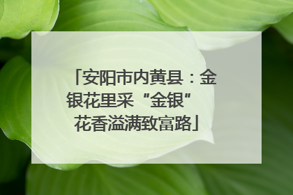 安阳市内黄县：金银花里采“金银” 花香溢满致富路