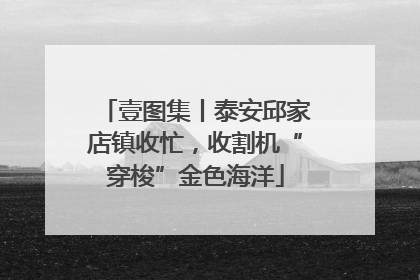 壹图集丨泰安邱家店镇收忙，收割机“穿梭”金色海洋