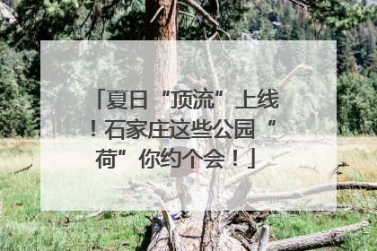 夏日“顶流”上线！石家庄这些公园“荷”你约个会！