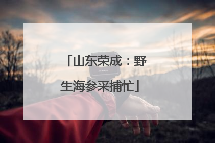 山东荣成：野生海参采捕忙