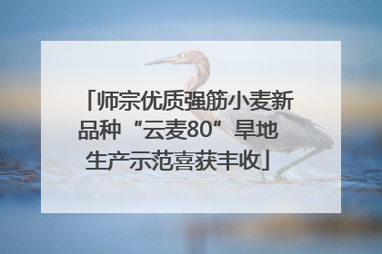 师宗优质强筋小麦新品种“云麦80”旱地生产示范喜获丰收