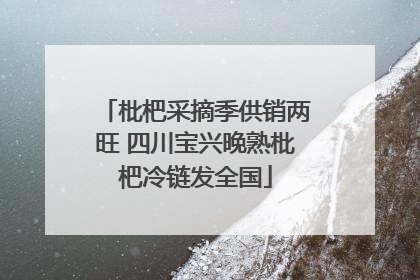 枇杷采摘季供销两旺 四川宝兴晚熟枇杷冷链发全国