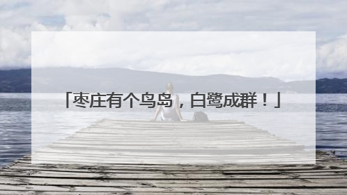 枣庄有个鸟岛，白鹭成群！