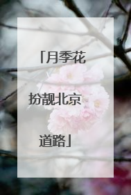 月季花扮靓北京道路