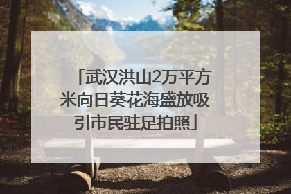 武汉洪山2万平方米向日葵花海盛放吸引市民驻足拍照
