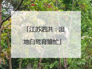 江苏泗洪：湿地白鹭育雏忙