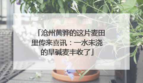 沧州黄骅的这片麦田里传来喜讯：一水未浇的旱碱麦丰收了