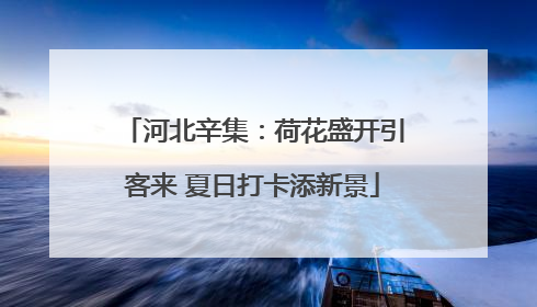 河北辛集：荷花盛开引客来 夏日打卡添新景