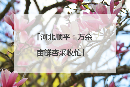河北顺平：万余亩鲜杏采收忙