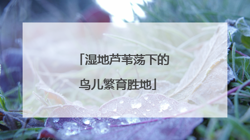 湿地芦苇荡下的鸟儿繁育胜地