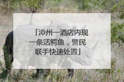 漳州一酒店内现一条活鳄鱼，警民联手快速处置