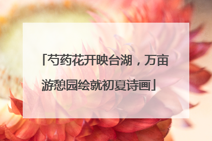 芍药花开映台湖，万亩游憩园绘就初夏诗画