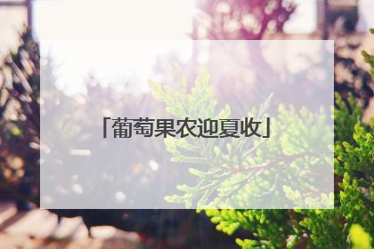 葡萄果农迎夏收
