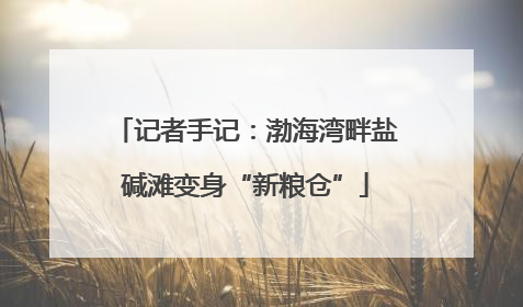 记者手记：渤海湾畔盐碱滩变身“新粮仓”