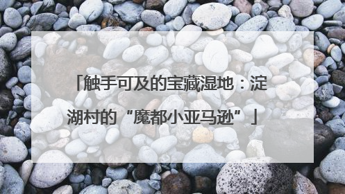 触手可及的宝藏湿地：淀湖村的“魔都小亚马逊”