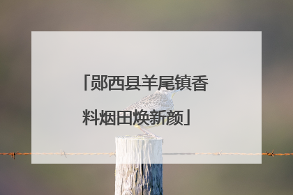郧西县羊尾镇香料烟田焕新颜