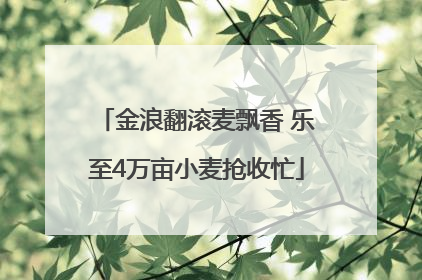 金浪翻滚麦飘香 乐至4万亩小麦抢收忙