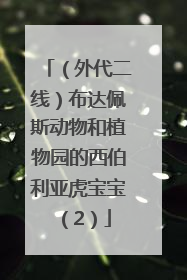 （外代二线）布达佩斯动物和植物园的西伯利亚虎宝宝（2）